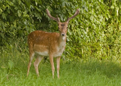 Hirsch Hirsch