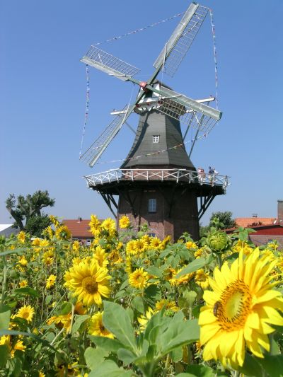 Mhle in Schweindorf